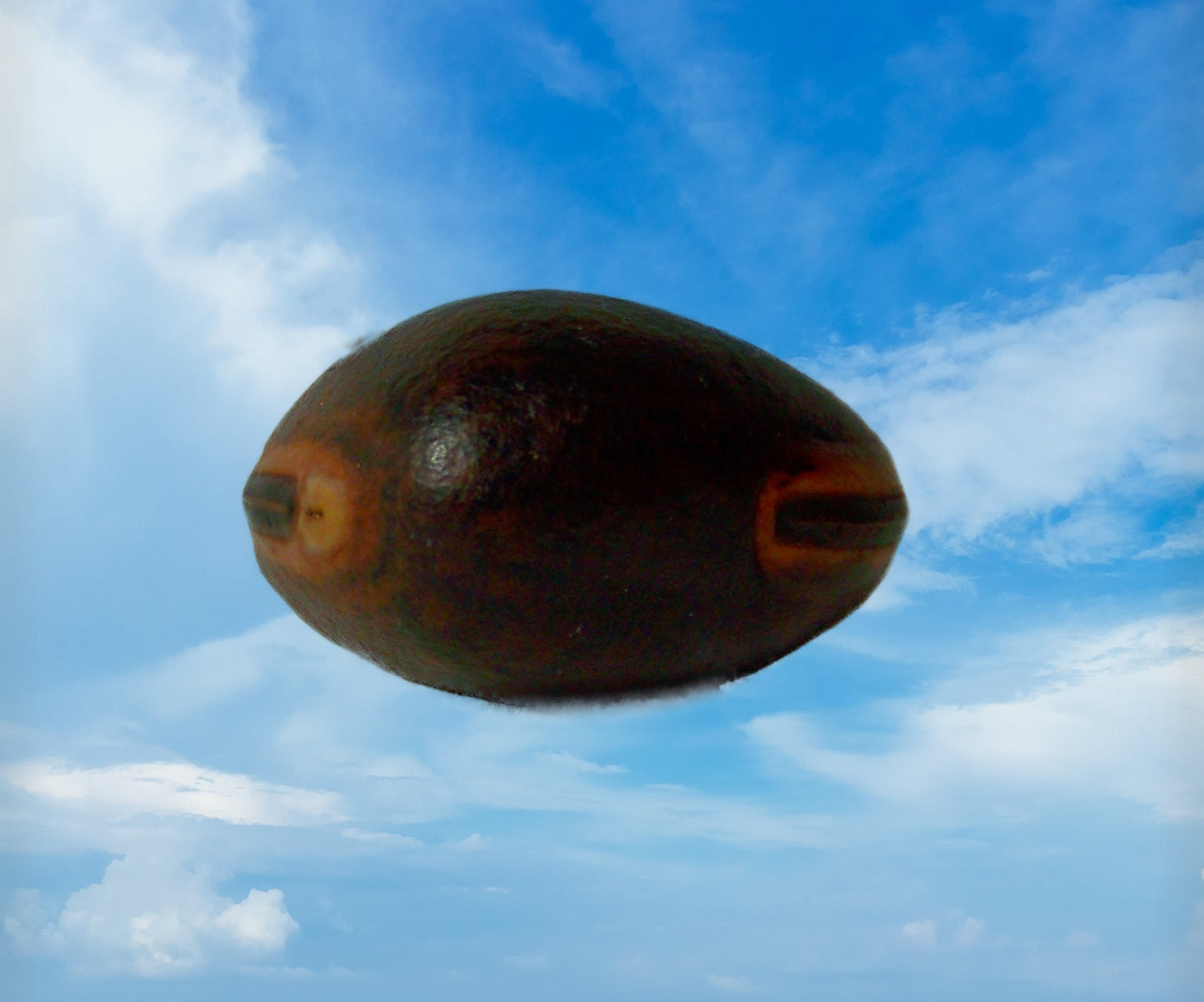 Sea Bean or Hamburger Bean