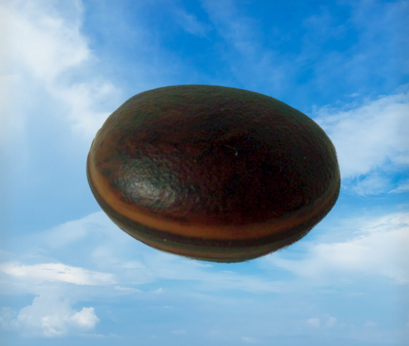 Sea Bean or Hamburger Bean